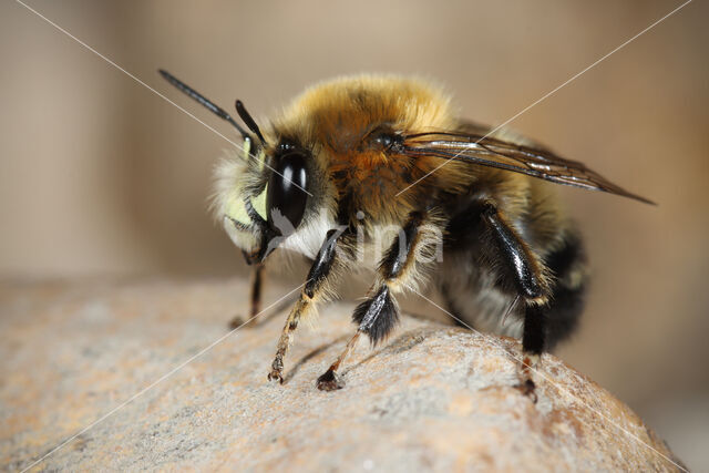 Mooie sachembij (Anthophora aestivalis)