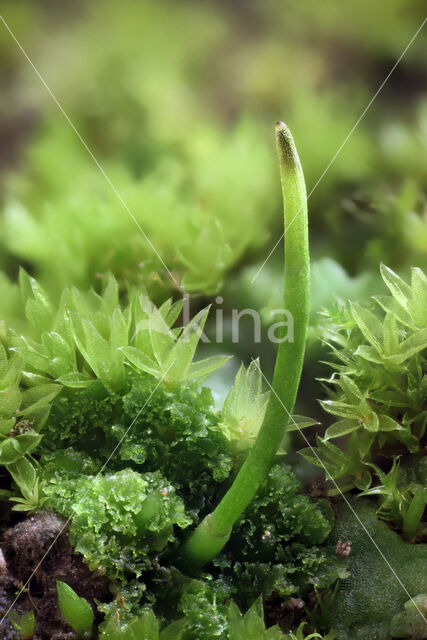 Field Hornwort (Anthoceros agrestis)