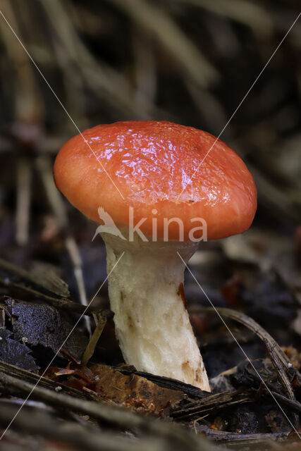 Roze spijkerzwam (Gomphidius roseus)