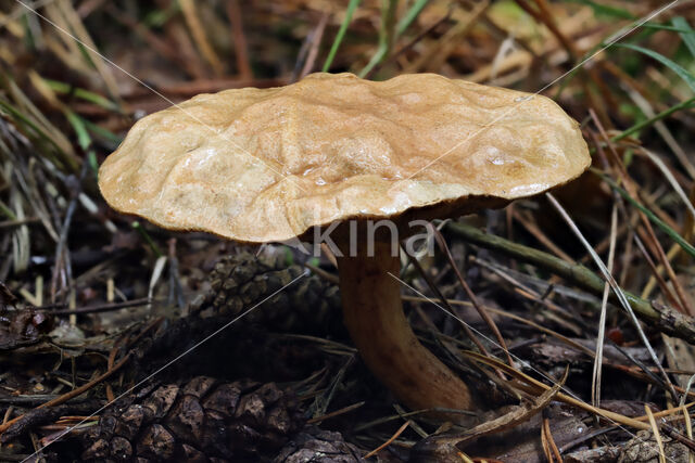 Suillus bovinus