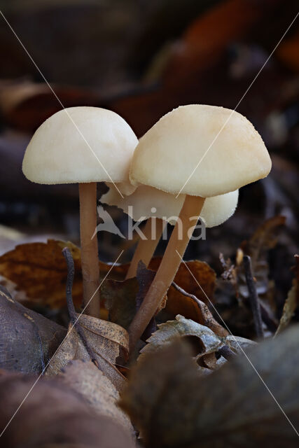 Clustered Toughshank (Collybia confluens)