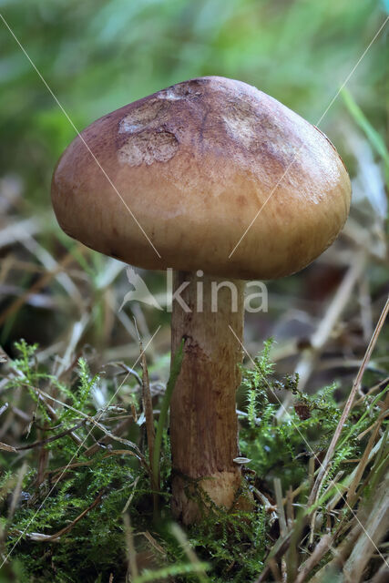 Berkenridderzwam (Tricholoma fulvum)