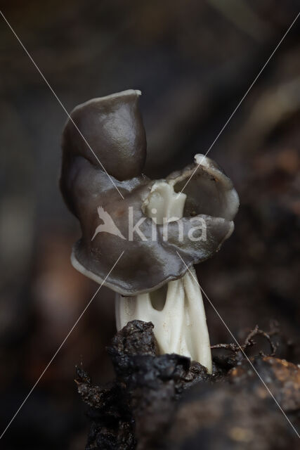 Elfin Saddle (Helvella lacunosa)