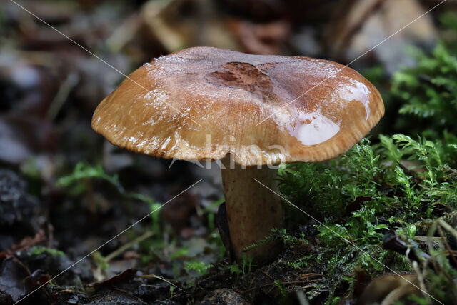 Berkenridderzwam (Tricholoma fulvum)