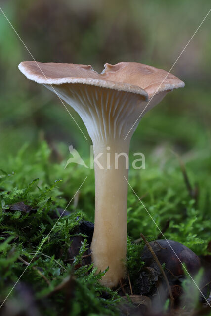 Slanke trechterzwam (Clitocybe gibba)