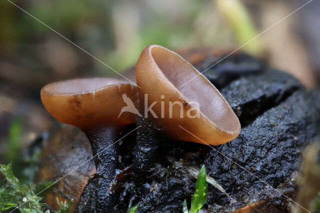 Eikelbekertje (Ciboria batschiana)