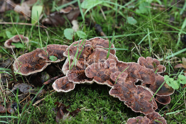 Gezoneerde stekelzwam (Hydnellum concrescens)