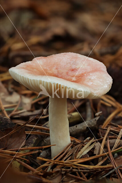 Russula betularum