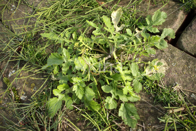 Marsh Yellow-cress (Rorippa palustris)