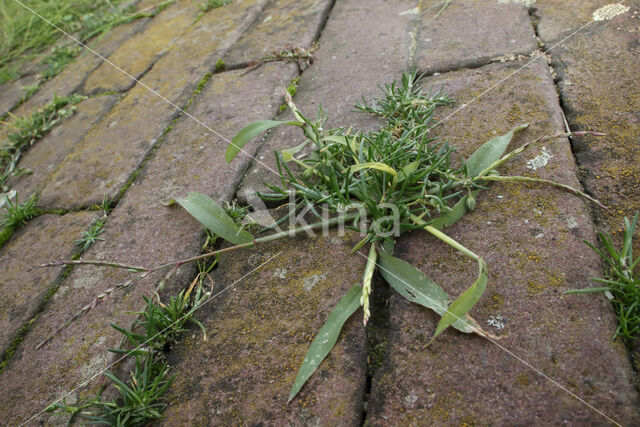 Crab-grass / Hairy Finger-grass (Digitaria sanguinalis)