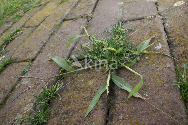 Harig vingergras (Digitaria sanguinalis)