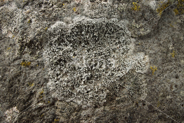 Donker landkaartmos (Rhizocarpon reductum)
