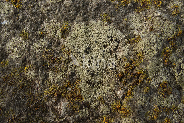 Grijsgroene steenkorst (Lecidella scabra)