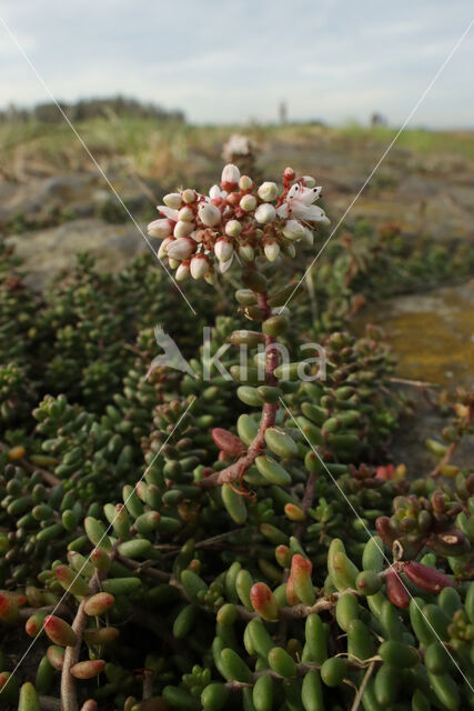 White Stonecrop (Sedum album)