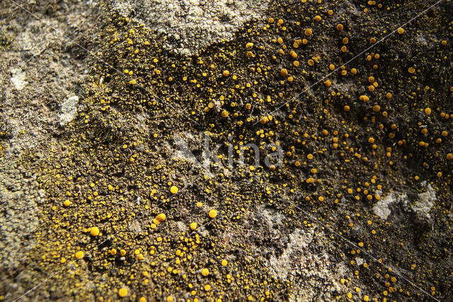 Common goldspeck lichen (Candelariella vitellina)