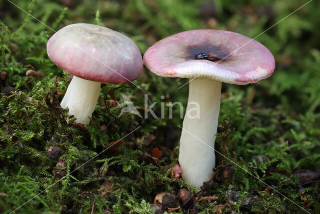 Fragile Russula (Russula fragilis)