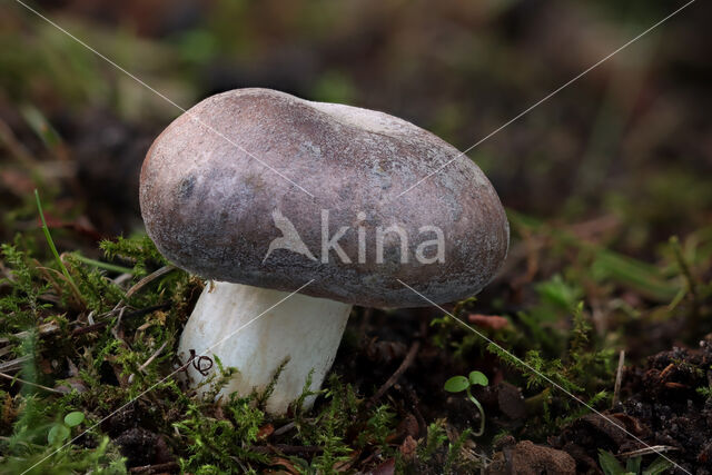 Russula heterophylla