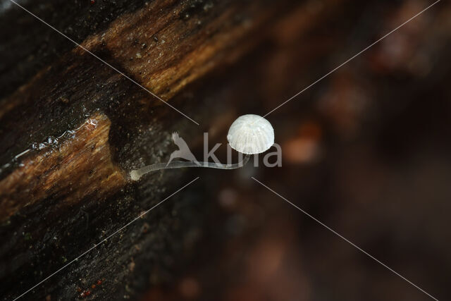 Suikermycena (Mycena adscendens)