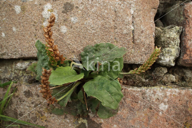 Greater Plantain (Plantago major)