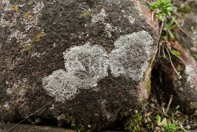 Kastanjebruine schotelkorst (Lecanora campestris)