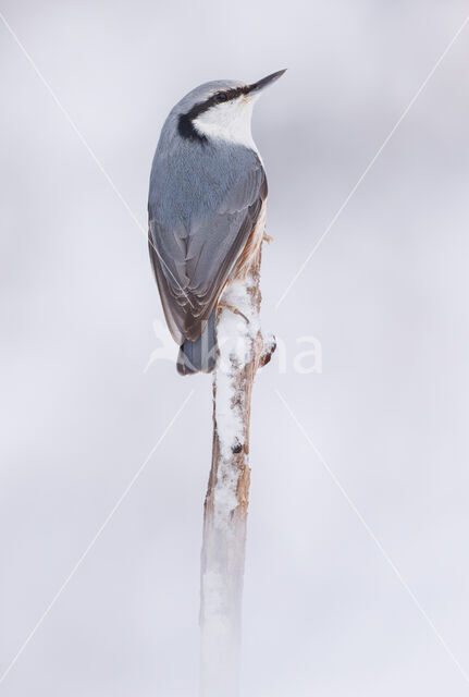 Nuthatch (Sitta europaea europaea)