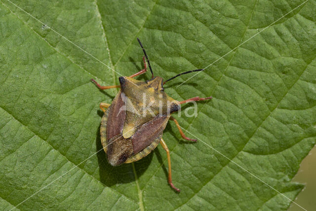 beemdkroonschildwants (carpocoris fuscispinus)