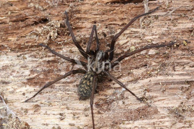 Gewone huisspin (Tegenaria atrica)