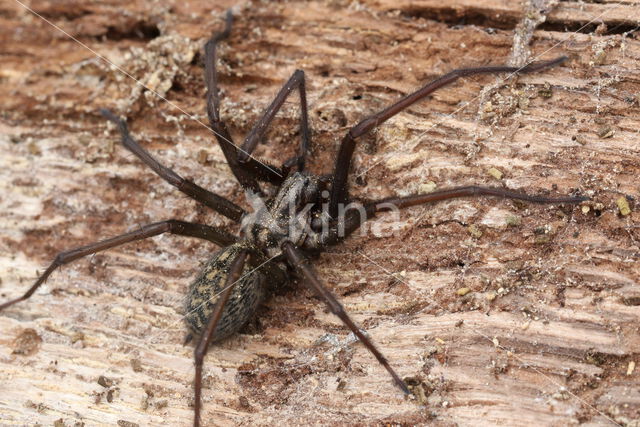 Gewone huisspin (Tegenaria atrica)