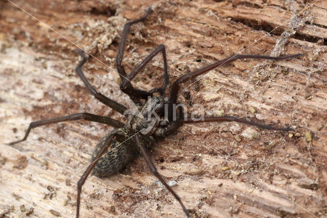 Gewone huisspin (Tegenaria atrica)