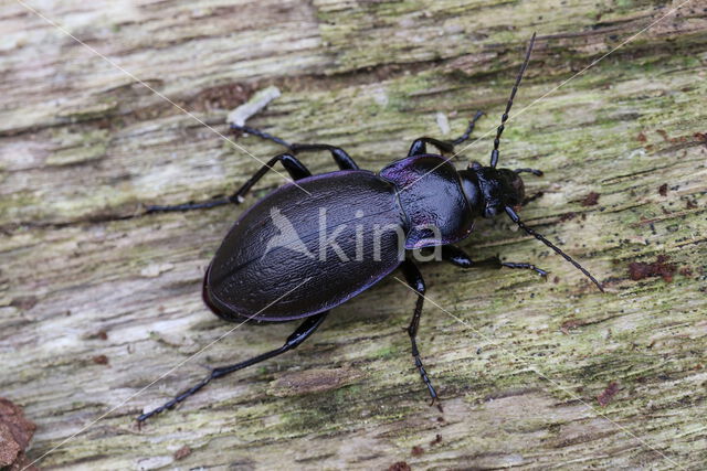 tuinschallebijter (carabus nemoralis)