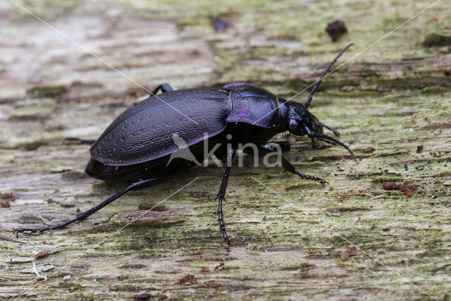 tuinschallebijter (carabus nemoralis)