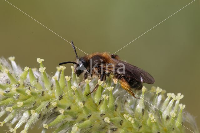 roodscheenzandbij (andrena ruficrus)