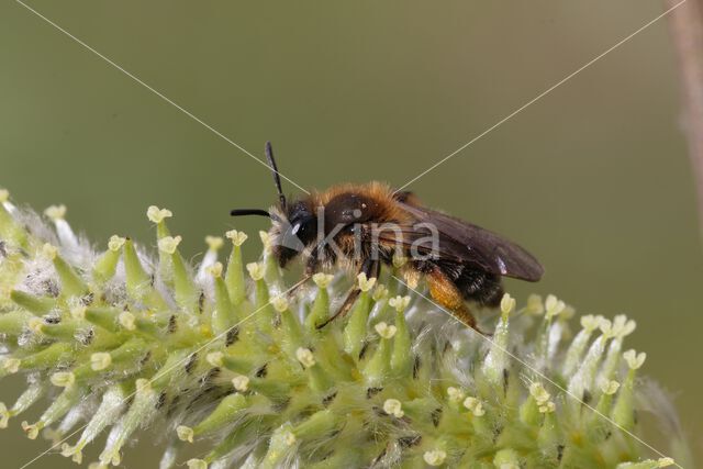 roodscheenzandbij (andrena ruficrus)