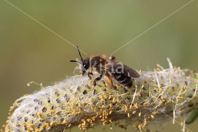 roodscheenzandbij (andrena ruficrus)