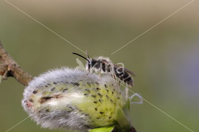roodscheenzandbij (andrena ruficrus)