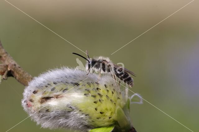 andrena ruficrus