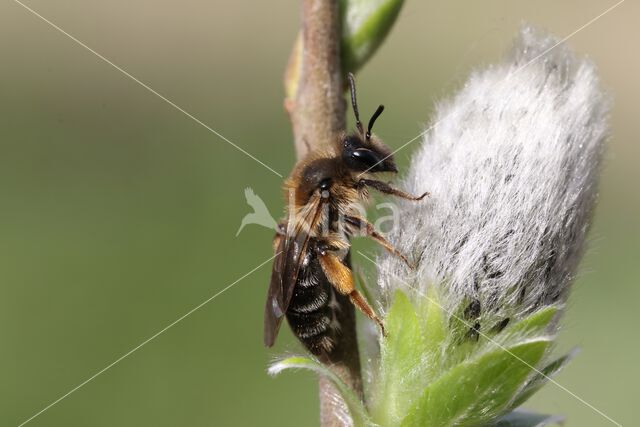 andrena ruficrus