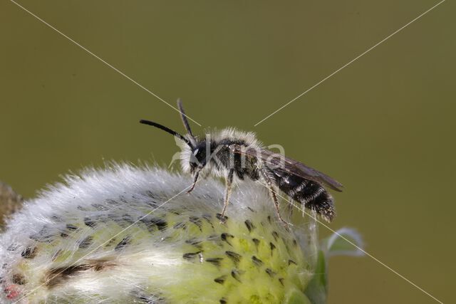 andrena ruficrus