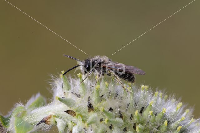 roodscheenzandbij (andrena ruficrus)