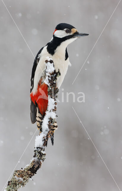 Great Spotted Woodpecker (Dendrocopos major)