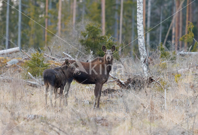 Elk (Alces alces)