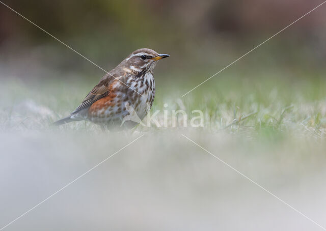 Redwing (Turdus iliacus)