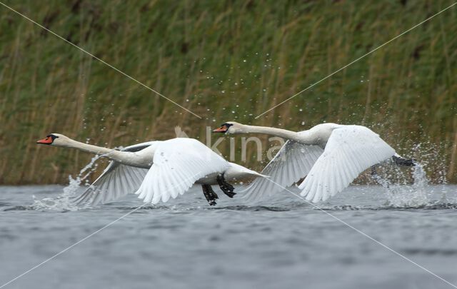 Knobbelzwaan (Cygnus olor)