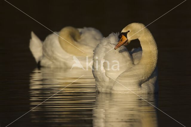 Mute Swan (Cygnus olor)