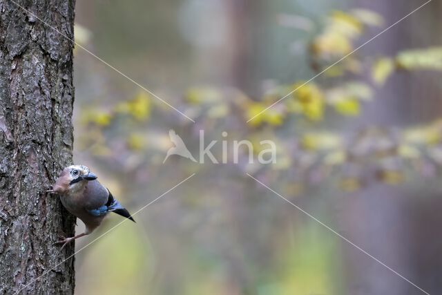 Vlaamse Gaai (Garrulus glandarius)