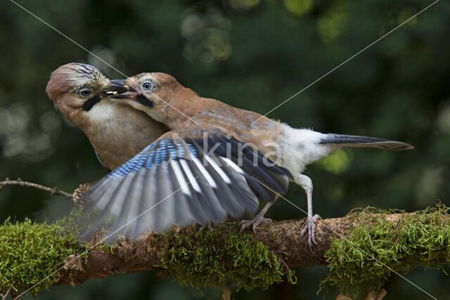 Eurasian Jay (Garrulus glandarius)