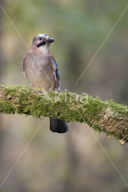 Vlaamse Gaai (Garrulus glandarius)