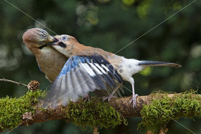 Eurasian Jay (Garrulus glandarius)