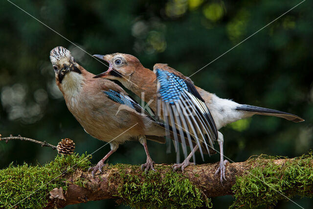 Vlaamse Gaai (Garrulus glandarius)