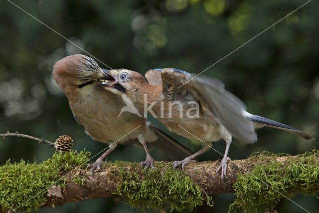 Eurasian Jay (Garrulus glandarius)
